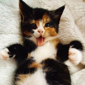 Meet your Posher, Noelle